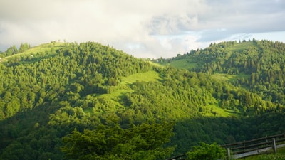绿树在山白云白天
